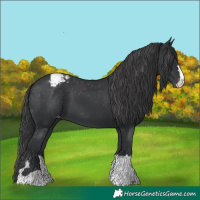 Horse Color:Black Snowcap 
