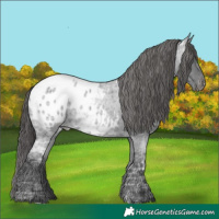 Horse Color:Blue Ice Roan Appaloosa 