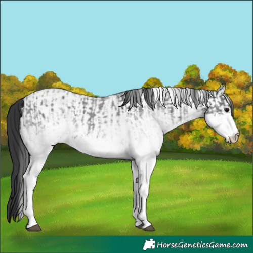 Horse Color:White Spotted Blue Roan Rabicano  and White Spotted Blue Roan Rabicano 