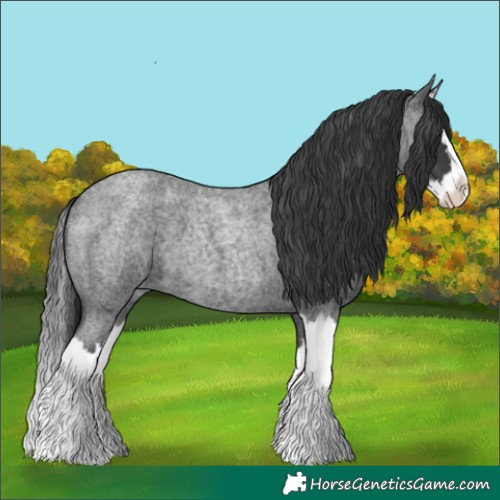 Horse Color:Blue Roan Splash 