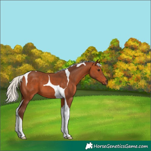 Horse Color:Silver Bay Tobiano