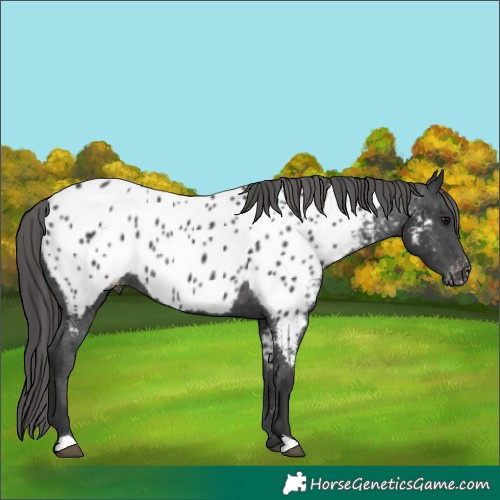 Horse Color:Black Near Leopard Rabicano 