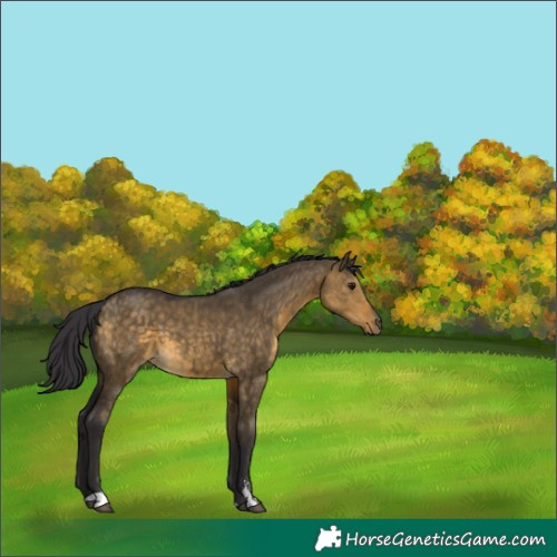 Horse Color:Buckskin Dun Sabino