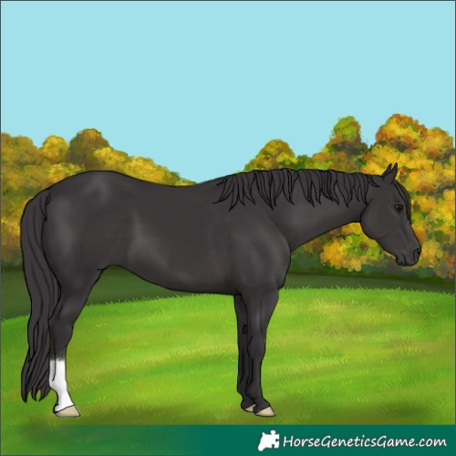Horse Color:Smoky Black 