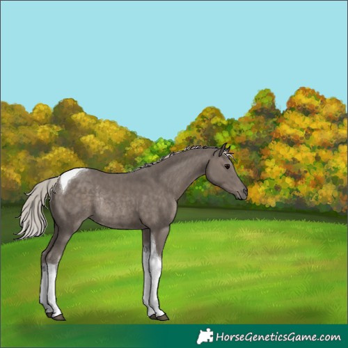 Horse Color:Silver Black Tobiano Rabicano 