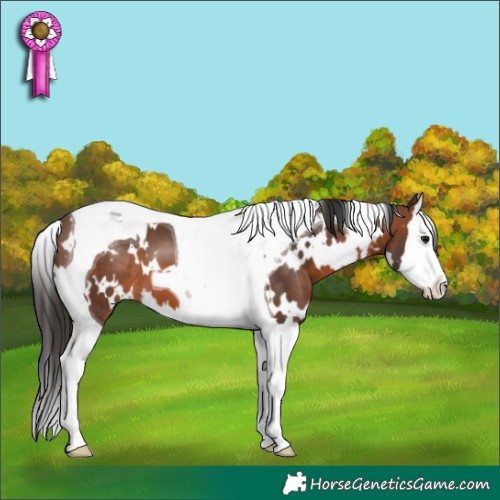 Horse Color:White Spotted Brown Splash Tobiano 