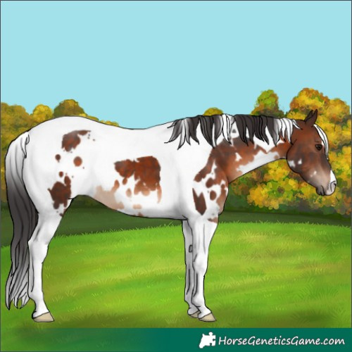 Horse Color:White Spotted Brown Tobiano 