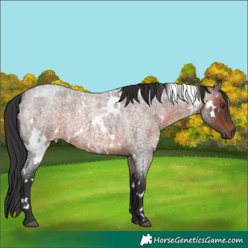 Horse Color:White Spotted Brown Roan 