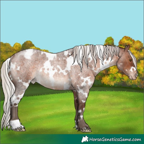 Horse Color:White Spotted Silver Brown Roan Appaloosa Rabicano 