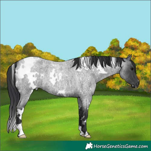 Horse Color:White Spotted Blue Roan 