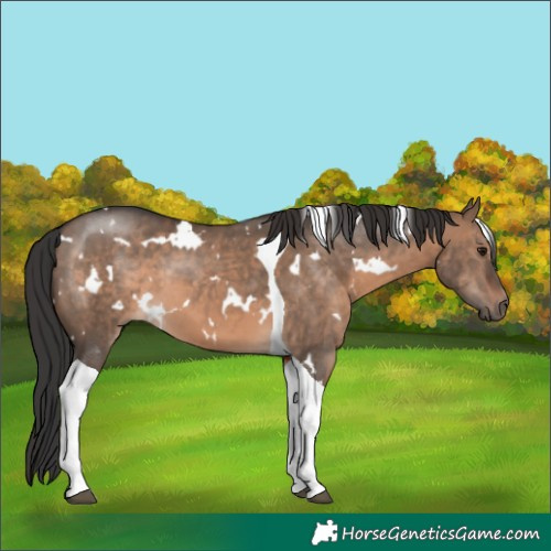 Horse Color:White Spotted Brown Dun Tobiano 