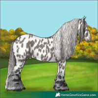 Horse Color:Grullo Appaloosa 