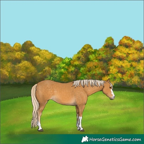 Horse Color:Palomino
