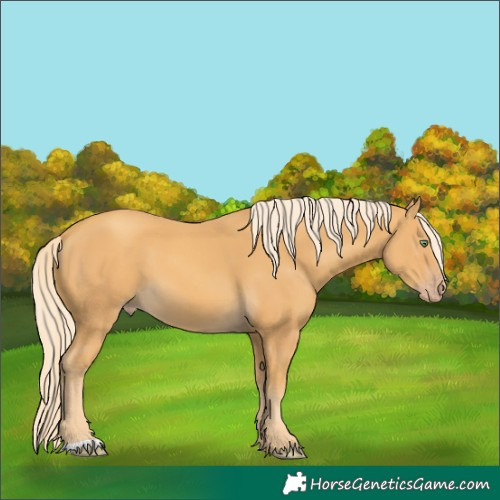 Horse Color:Gold Cream Champagne
