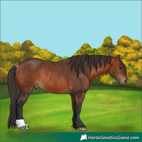 Horse Color:Bay Rabicano 