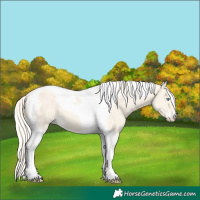 Horse Color:Cremello Dun Tobiano 