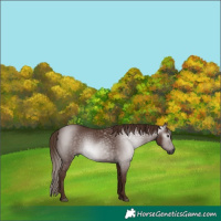 Horse Color:Gray White Spotted Chestnut 