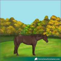 Horse Color:Gray White Spotted Chestnut 