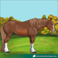 Horse Color:Chestnut Splash Frame 