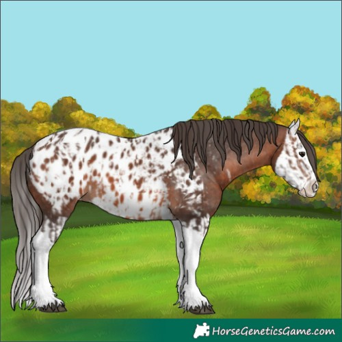 Horse Color:Brown Splash Tobiano Appaloosa and Brown Splash Appaloosa