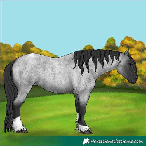 Horse Color:Blue Roan Tobiano 