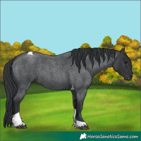 Horse Color:Blue Roan Tobiano 