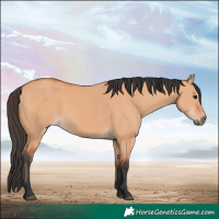 Horse Color:Bay Dun