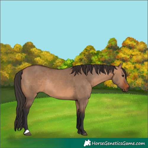 Horse Color:Bay Dun Rabicano