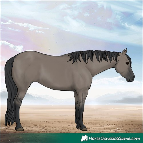 Horse Color:Grullo 