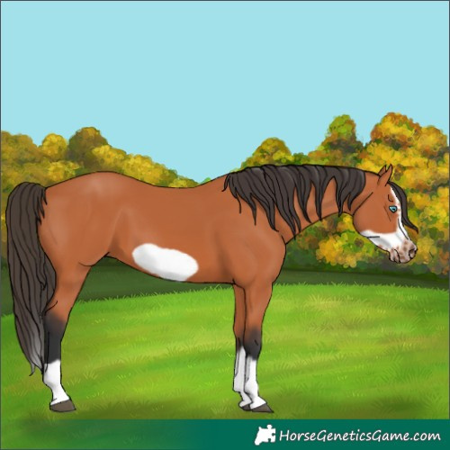 Horse Color:Bay Splash Frame 
