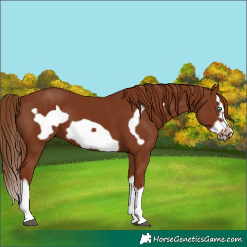 Horse Color:Chestnut Splash Frame 