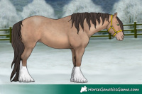 Horse Color:Amber Champagne 