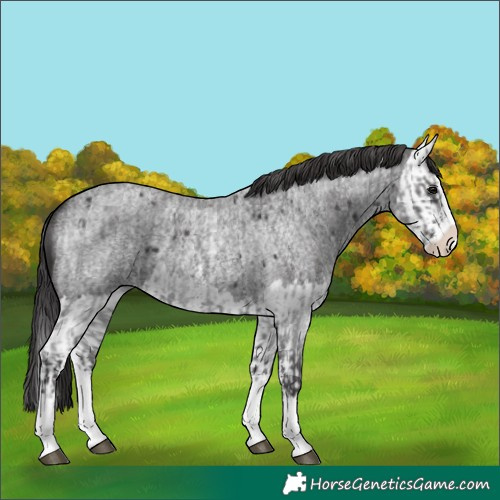 Horse Color:Smoky Blue Roan Sabino Splash  and Smoky Blue Roan Splash 