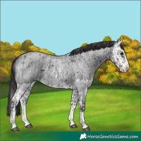 Horse Color:Smoky Blue Roan Sabino Splash and Smoky Blue Roan Splash