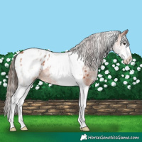 Horse Color:White Spotted Bay Splash Tobiano Appaloosa 