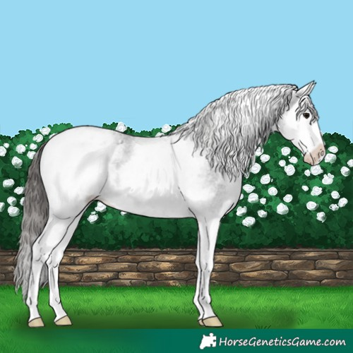Horse Color:White Spotted Black Splash Appaloosa 