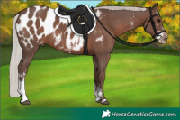 Horse Color:Silver Black Sabino Appaloosa 