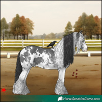 Horse Color:White Spotted Black