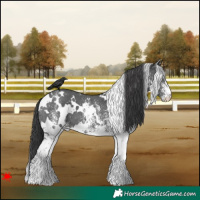 Horse Color:White Spotted Black 