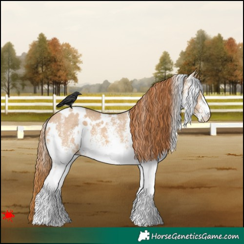 Horse Color:White Spotted Red Dun 