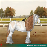 Horse Color:White Spotted Red Dun 