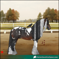 Horse Color:White Spotted Brown Tobiano