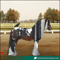 Horse Color:White Spotted Brown Tobiano 