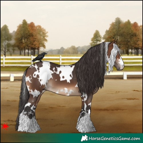 Horse Color:White Spotted Brown 