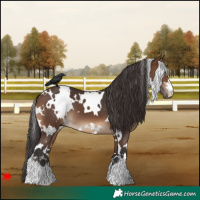 Horse Color:White Spotted Brown 