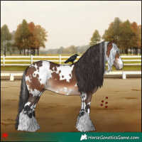 Horse Color:White Spotted Brown