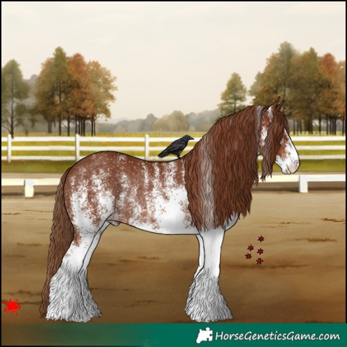 Horse Color:White Spotted Chestnut Rabicano 