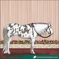 Horse Color:Grullo Appaloosa Rabicano 