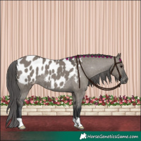 Horse Color:Grullo Appaloosa Rabicano 
