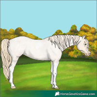 Horse Color:Gold Champagne Roan Dun Splash Tobiano Frame Appaloosa Rabicano 